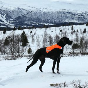 VIP HUNTING Tundra signal dekken